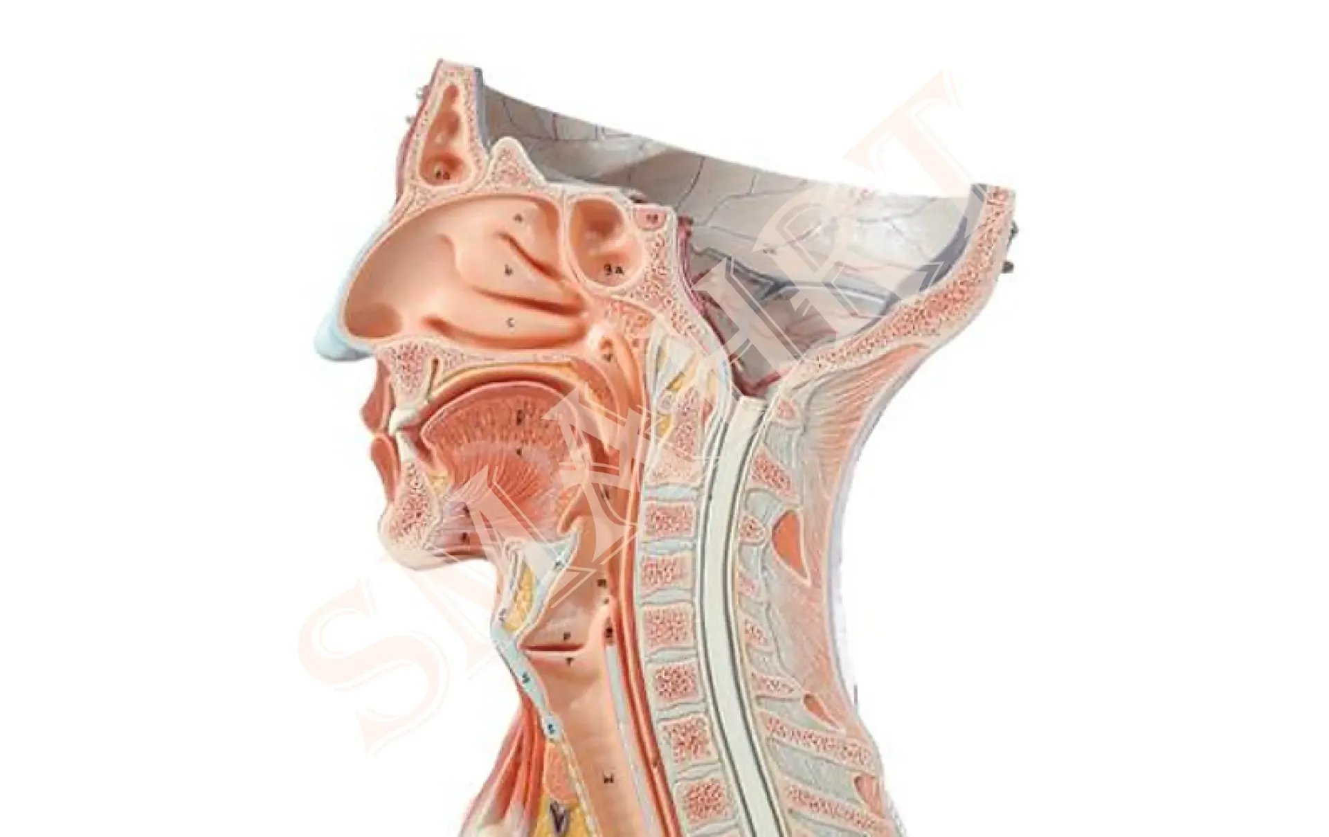 ENT e-book 6th Edition